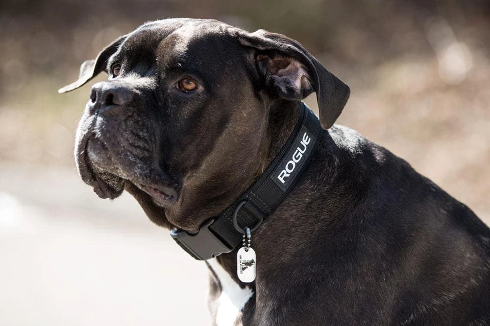 Rogue Dog Collar MIL Edition 5 Rogue Dog Collar MIL Edition - Image 3
