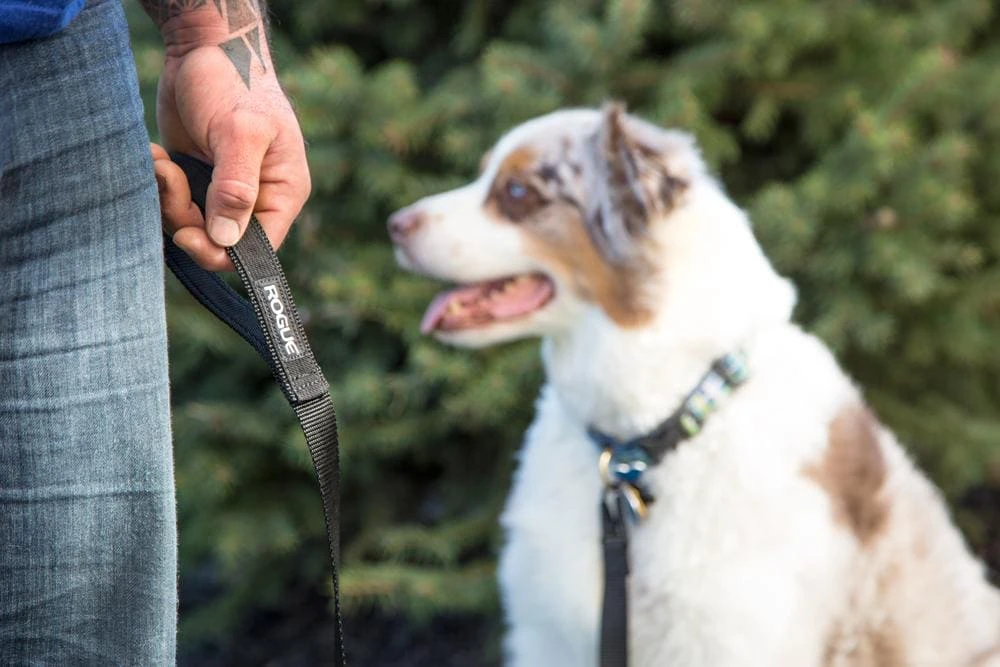 Rogue Nylon Dog Leash 4 Rogue Nylon Dog Leash - Image 2